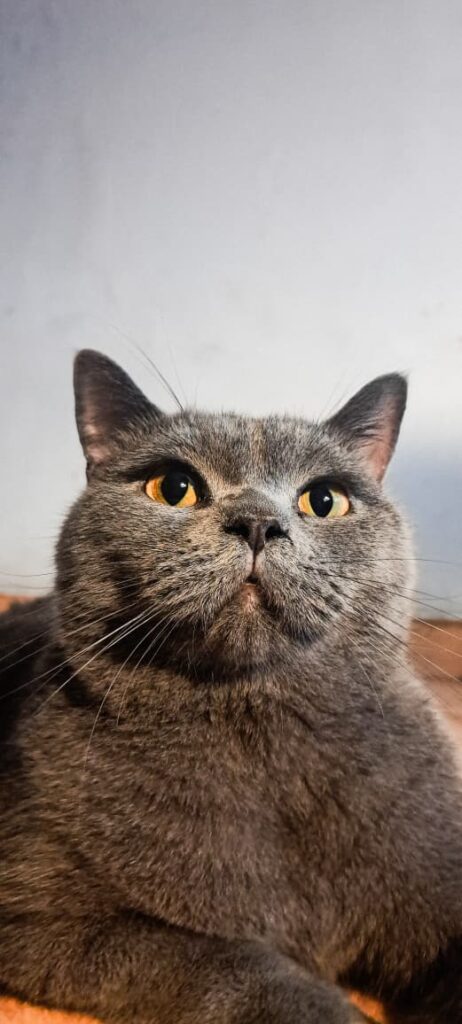 Zenudin, kucing british short hair di surabaya