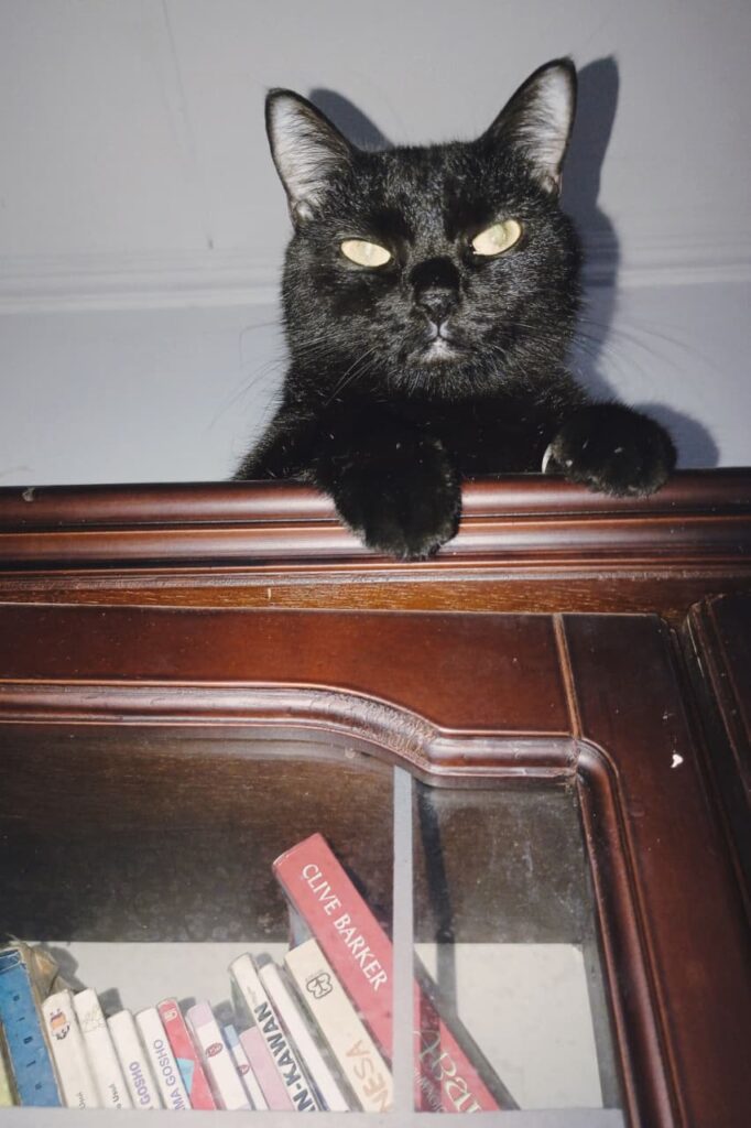 Nami, kucing hitam mix-domestik di atas lemari buku di Surabaya