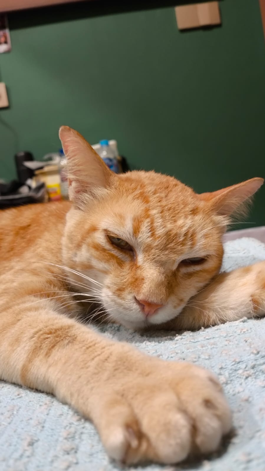 Wahyu kucing oren di bintaro