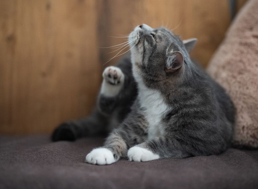 Kenapa Kucing Suka Garuk Kuping? Bukan Cuma Kutuan!