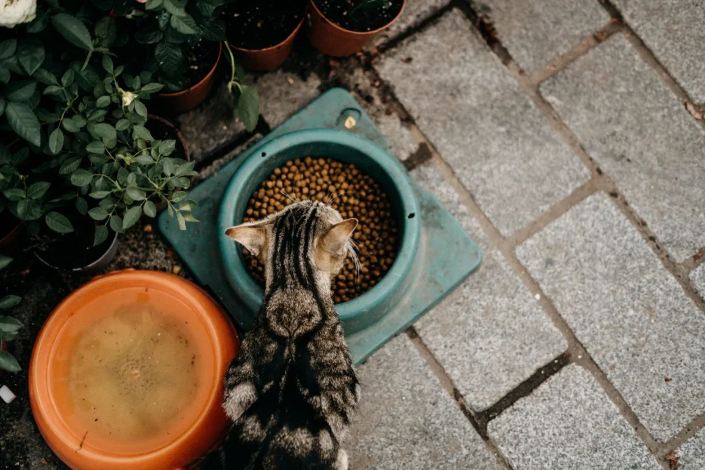 Royal Canin vs Pro Plan: Mana yang Cocok Kucingmu?
