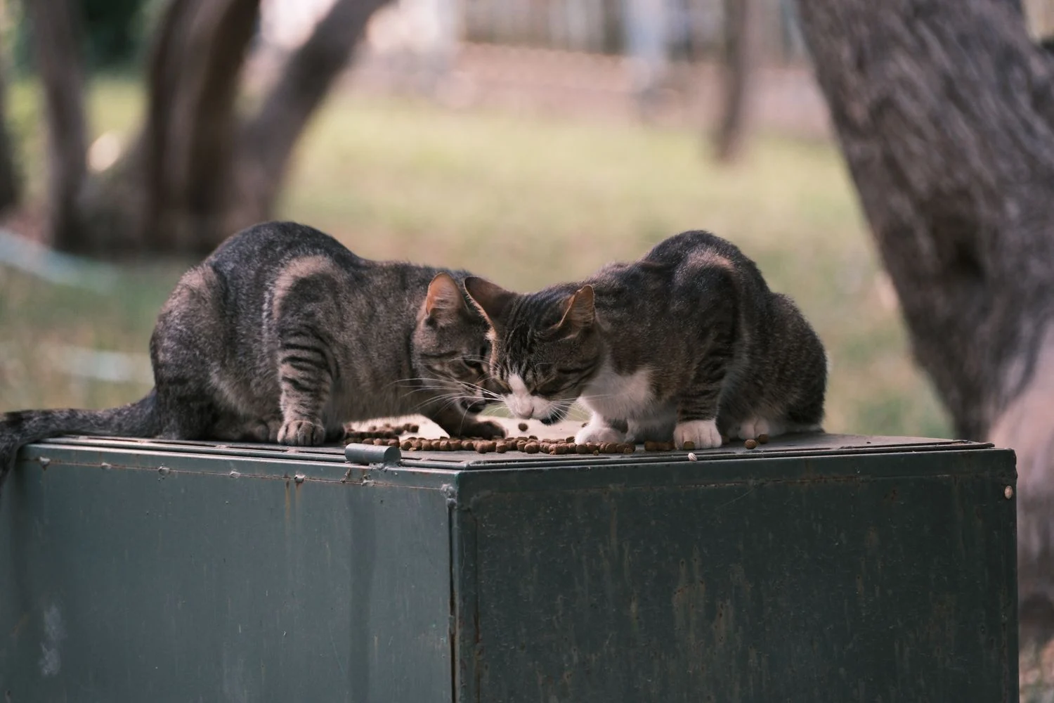 Kucing makan makanan kering dari mangkuk di rumah
