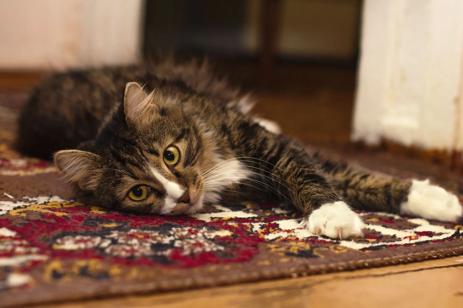 Kucing duduk santai di atas karpet rumah yang bersih