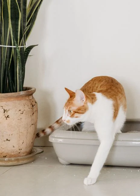 Cara Melatih Kucing Buang Air di Litter Box, Panduan Lengkap