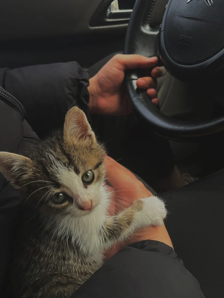 Persiapan Memelihara Kucing untuk Pemula: Panduan Lengkap
