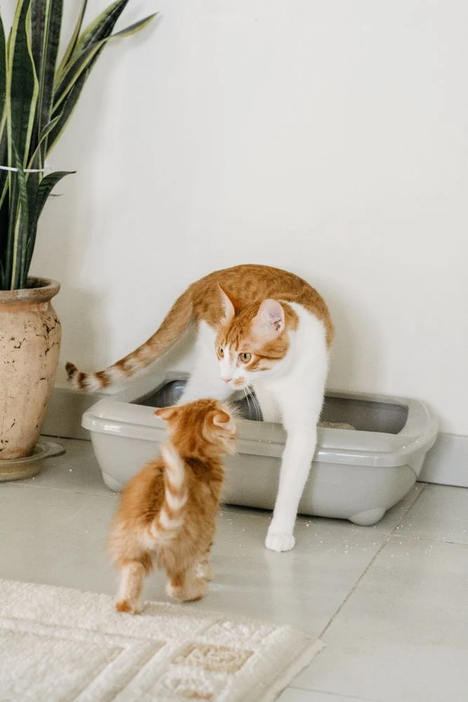 Litter box dan perlengkapan dasar yang perlu disiapkan pemula sebelum adopsi kucing