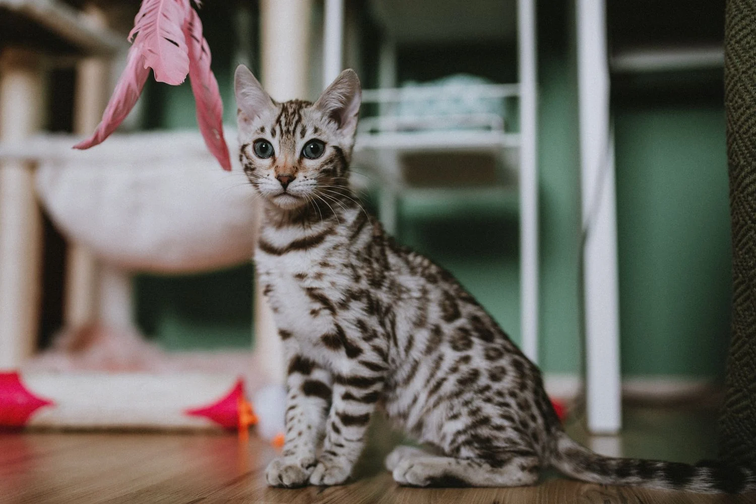 Anak kucing bermain dengan mainan untuk stimulasi di rumah