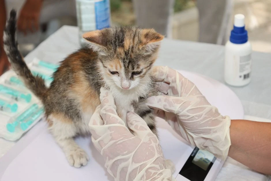 Jadwal Vaksin Kucing: Umur Berapa Saja yang Wajib Tahu