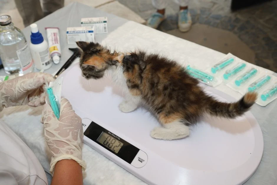 Dokter hewan menimbang anak kucing sebelum jadwal vaksin rutin