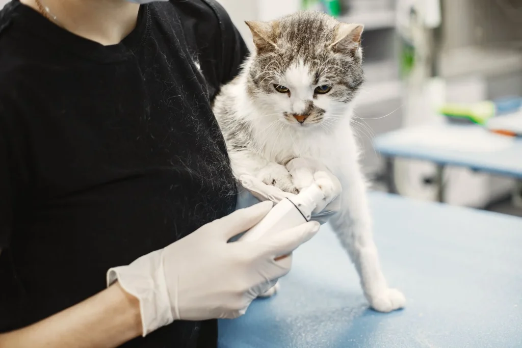 Kucing Sesak Napas: Penyebab, Tanda Bahaya & Harus Apa?