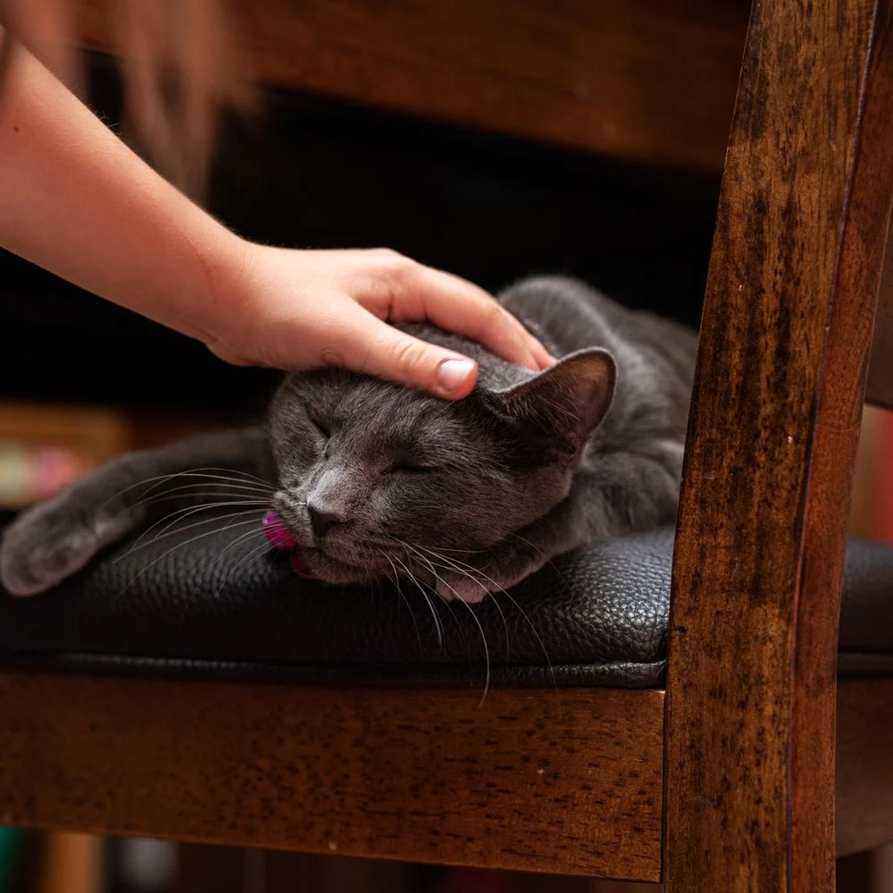 Kucing beristirahat tenang sambil diawasi pemilik sebelum dibawa ke dokter hewan