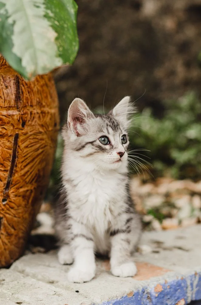 Kucing berada di dekat tanaman hias yang berpotensi beracun di rumah