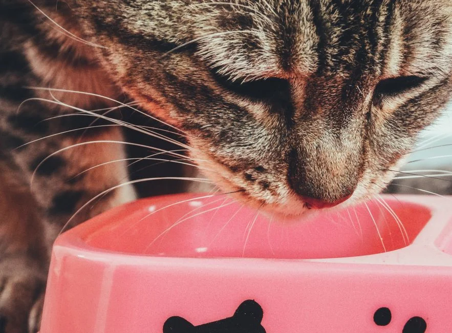 Kucing tabby makan dari mangkuk sebagai bagian dari pola makan porsi kecil dan teratur