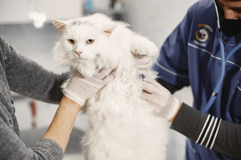 Kucing sedang diperiksa dokter hewan karena tampak lemas dan tidak aktif