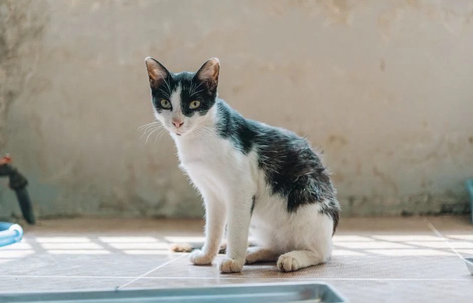 Tanda Kucing Cacingan Parah yang Wajib Dikenali