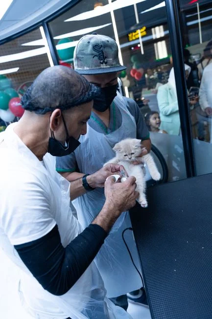 Dokter hewan memeriksa kondisi kucing yang menunjukkan tanda cacingan parah