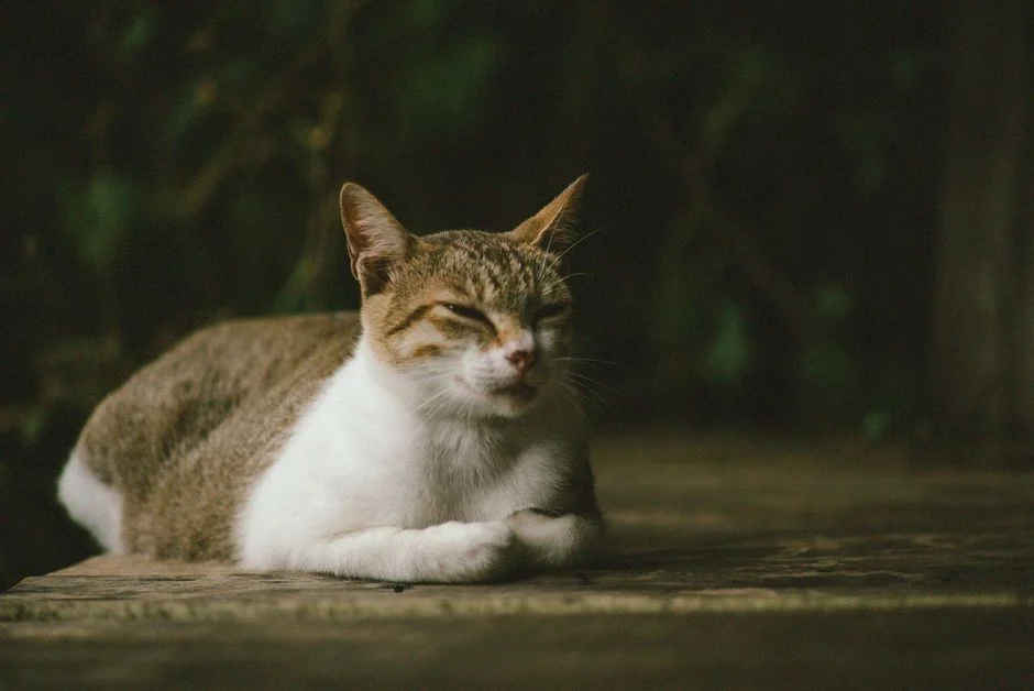 Kucing Sulit Bernapas: Tanda-Tanda yang Wajib Dikenali