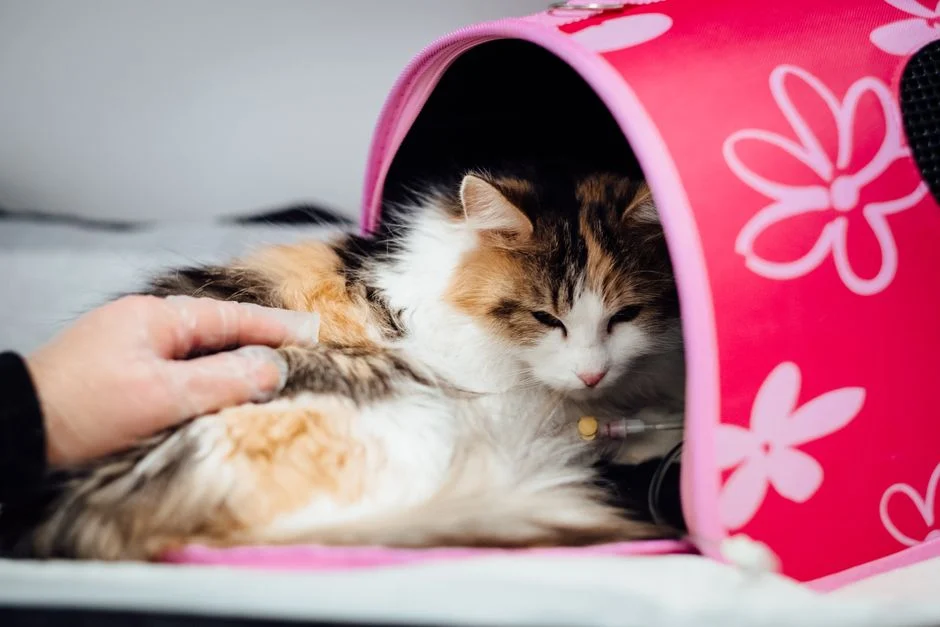 Pemilik menggendong kucing dengan hati-hati saat menuju klinik hewan darurat