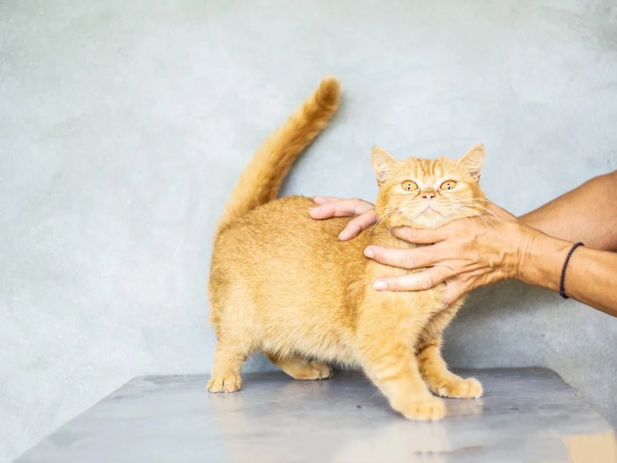 Tangan manusia menggendong kucing dengan lembut untuk menenangkannya sebelum diperiksa