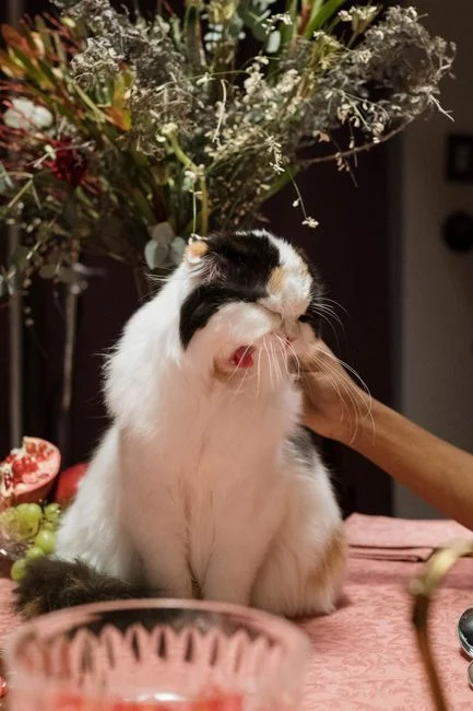 Mengatasi Kucing Pilek dan Bersin Terus, Ini Caranya