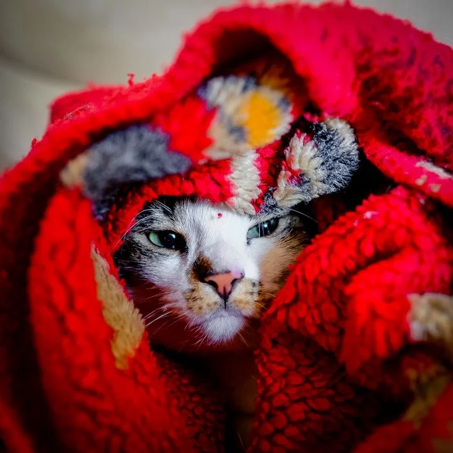 Kucing dibungkus selimut hangat untuk membantu pemulihan dari pilek