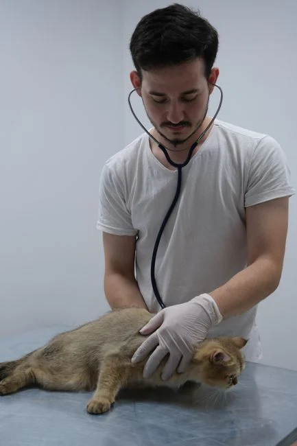 Kucing Kencing Berdarah: Penyebab dan Kapan Harus Waspada