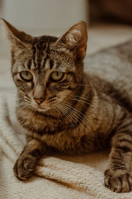 Kucing tabby beristirahat tenang di atas selimut di dalam rumah