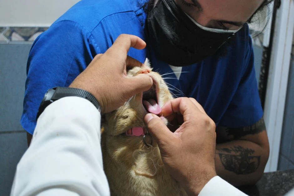 Pemilik memeriksa kondisi kucing yang mengalami kesulitan buang air besar