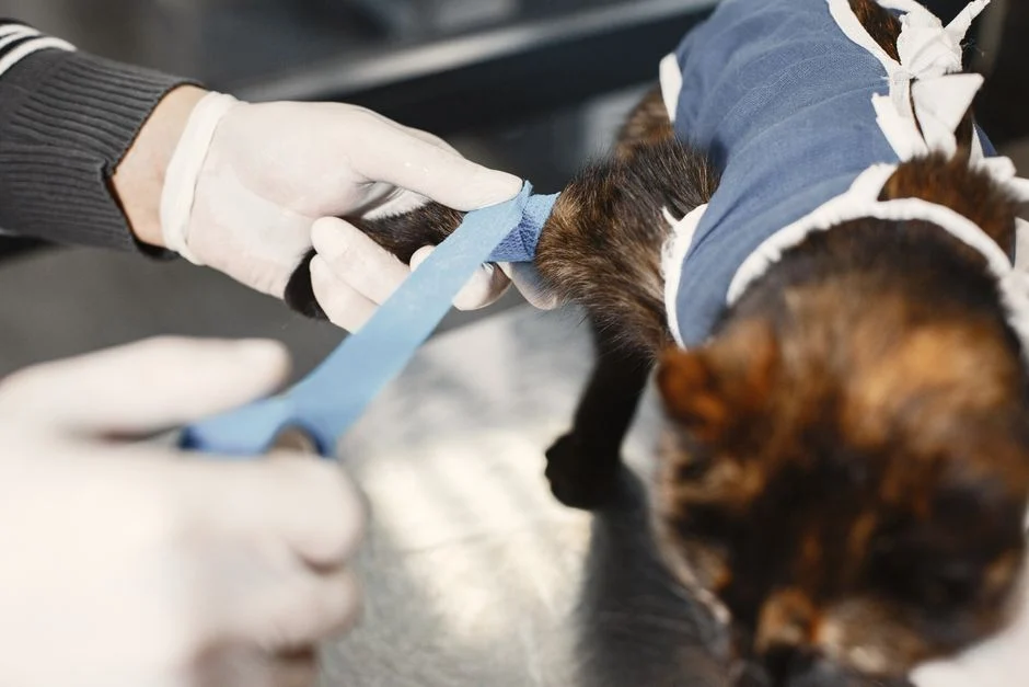 Napas Buatan pada Kucing: Kapan Ini Jadi Langkah Terakhir