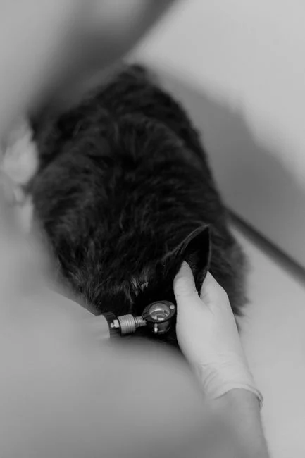 Dokter hewan memeriksa kucing secara detail dengan alat medis di klinik