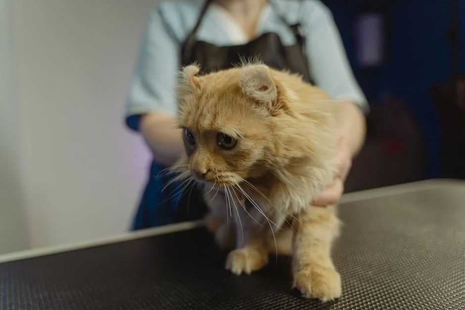 Kucing oranye dipegang dengan lembut di meja periksa dokter hewan