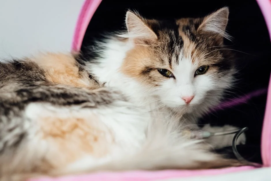 Kucing Muntah, Kapan Harus Panik dan Kapan Santai Aja?