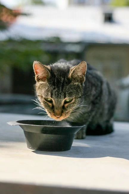 Kucing tabby minum air dari mangkuk hitam di luar ruangan