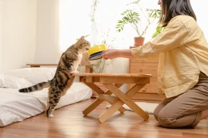 Makanan untuk Kucing yang Sakit: Panduan Biar Mau Makan Lagi