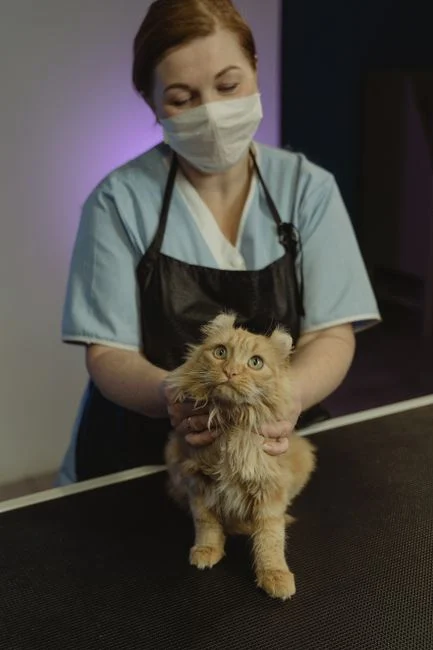Cara Memberikan Obat pada Kucing yang Susah Diobatin