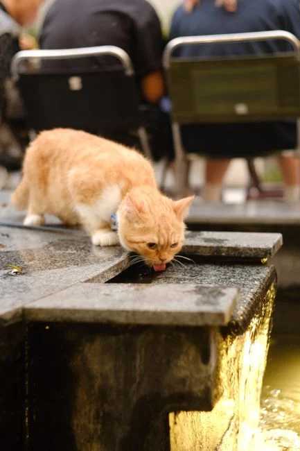 Tips Kucing Tidak Mau Minum: 7 Cara Ampuh Dorong Hidrasi