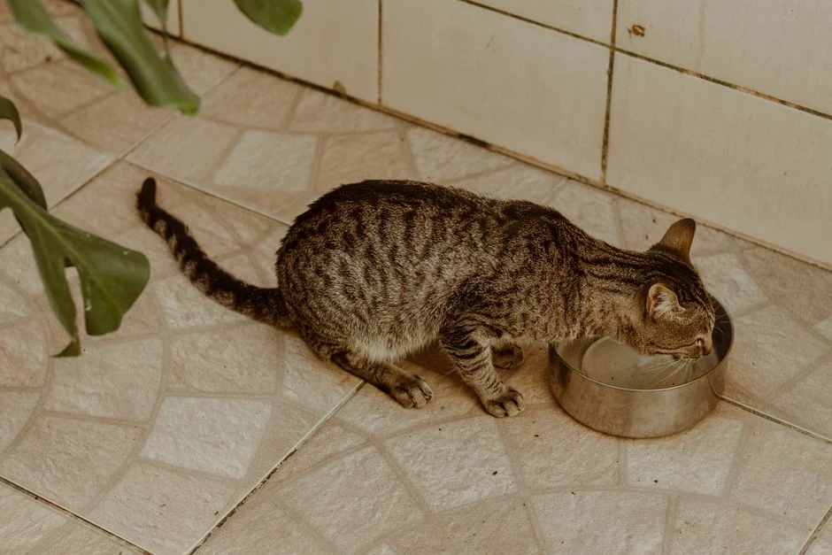 Kucing tabby minum air dari mangkuk stainless yang lebar dan dangkal